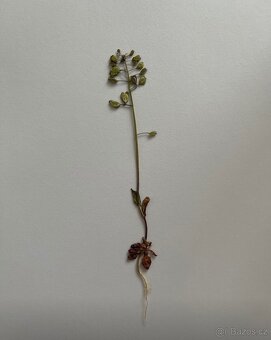 Herbář - 5