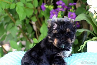 jorkšírský terrier s PP (Colorful) - 5
