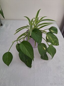 Plectranthus red + keramický obal - 5