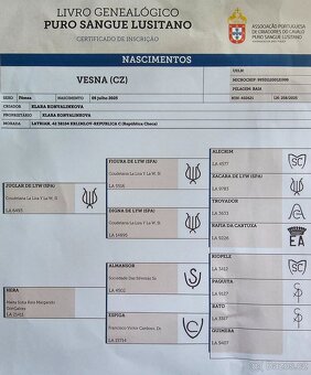 TOP klisnička PSL - 5