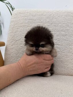 POMERANIAN MINI Boo - 5