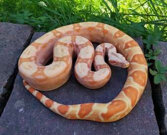 Boa imperator - Hypo Arabesque Keltic het Sharp Albino - 5