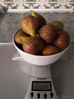 Fíkovníky Carica,Smokvoň,Turkey, Keře, Stromky. - 5