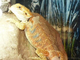 Agama vousatá (Pogona vitticeps) - 5