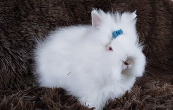 Zakrslý králíček, králík -(TEDDY)-HERBERT - 5