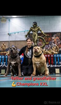 American bully XL XXL - 5