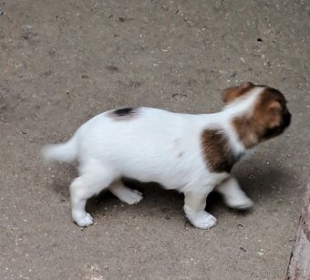 Jack Russell terier - 5