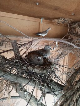 HR.DIVOKA A H.CHOCHOLATY - 5