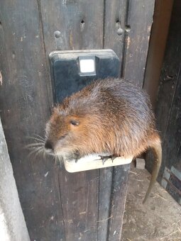 Nutrie samci a samice - 5