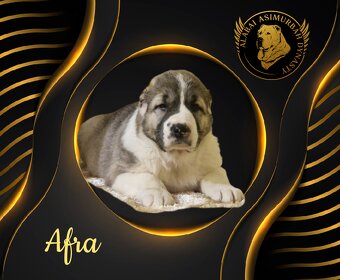 Stredoásijský pastevecký ovčiak s PP - 5