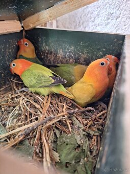 Agapornis Fischeri - 5