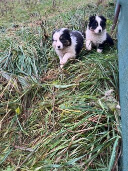 Border kolie bez pp - 5