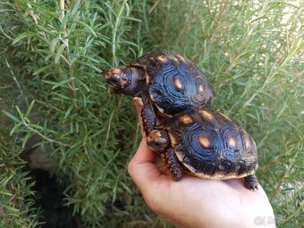 Želva uhlířská, roční želvičky/Brno -venkov - 5