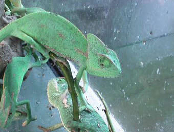 Chameleón jemenský - 5