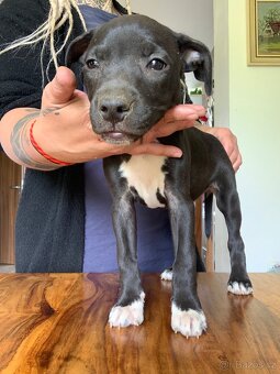 Americky pitbull s rodokmenem PP - 5
