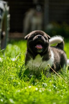 Americká Akita - American Akita - 5