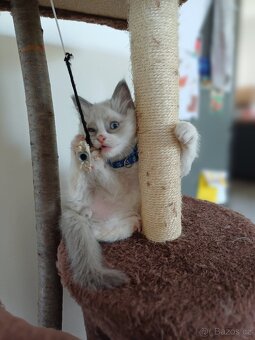 Ragdoll koťata - 5