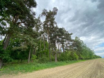 Lesní pozemek s porostem k těžbě Lštění nad Zubřinou - 5