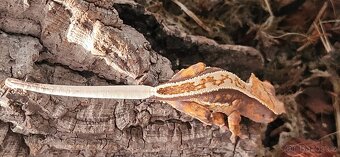 Pagekon řasnatý Correlophus ciliatus - 5