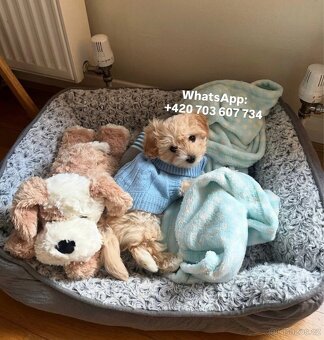 Maltipoo f1 light caramel fenka - 5