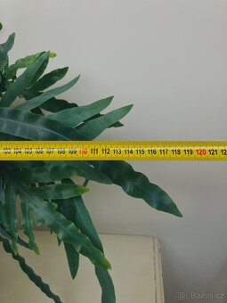 Živá rostlina Tečkovka, Phlebodium Aureum - 5