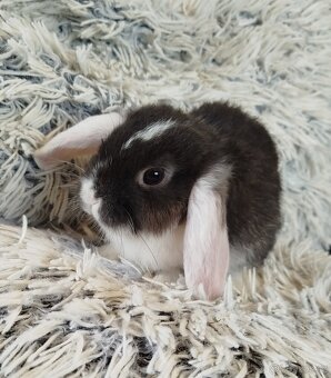 Minilop - anglický zakrslý beránek s VP - 5