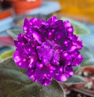 Africké fialky - Saintpaulia - 5