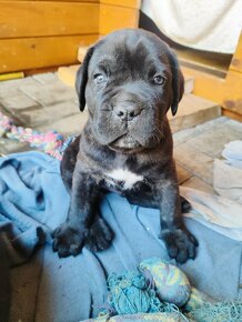 Cane Corso štěňata - 5