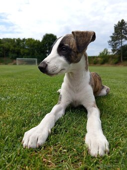 Whippet/vipet štěně s PP FCI - 5