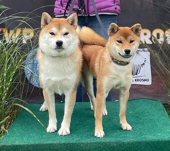 Shiba   s PP / FCI / - 5