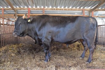 Plemenny byk wagyu - 5