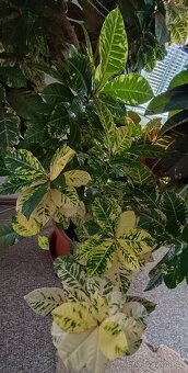 KROTON - pokojová rostlina - 5