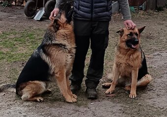 Štěňata Německý ovčák - 5