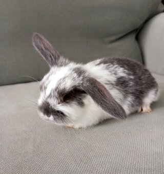 Zakrslý beránek králíček - 5