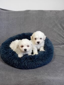 Štěně Bišonek bez PP - 5