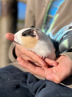 Morče, morčátko - 5