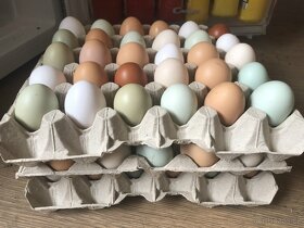 domácí vejce - 5