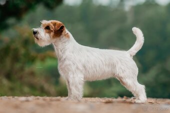 Jack Russell terrier - 5