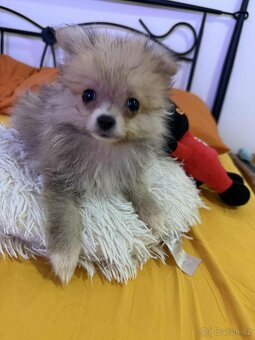 Pomeranian - 5