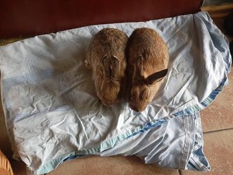 Zakrsli kralicci 💗 - 5