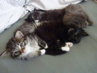 NABÍZÍM KŘÍŽENOU KOČIČKU (MAINSKÁ x SIBIŘSKÁ) - 5