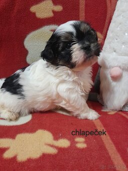 Jorkšír Biewer teriér - 5