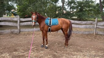 Valach po Aristo Z - 5