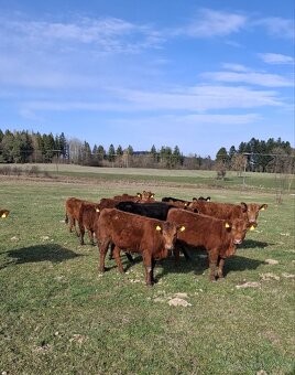 Jalovice Aberdeen Angus - 5