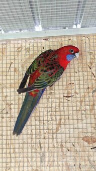 Rosela Penant r. 2025 - 5