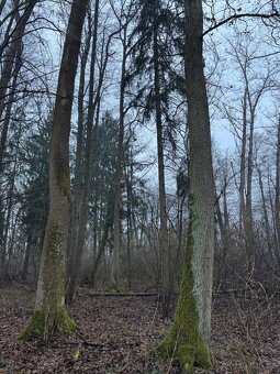 Prodám pozemky v k.ú. Polánky nad Dědinou Třebechovice pod O - 5