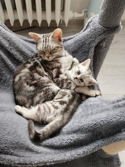 Prodam britska whiskas kotatka bez PP - 5