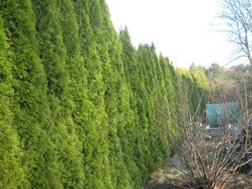 Stavební pozemek v obci Oldřichovec, okres Benešov. - 5