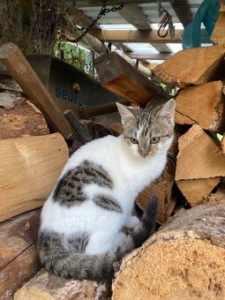 Daruji kotě nalezené v lese - 5