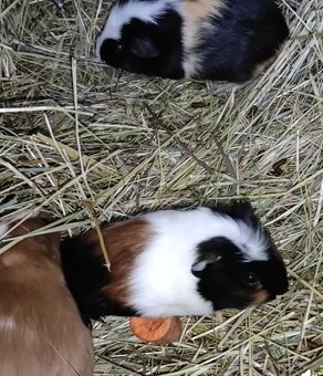 Morčata, morče, morčátka kluci i holky - 5